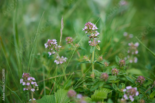 Flowering thyme (Thymus serpyllum) in a sunny meadow with a blurred background.
