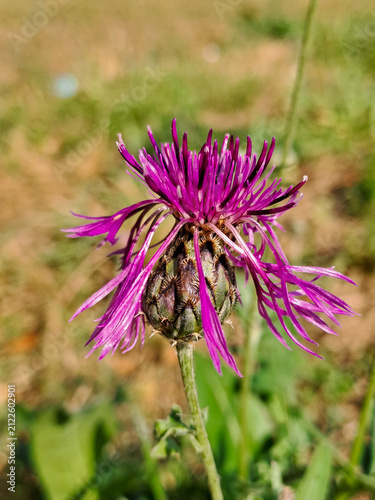  purple thistle flower in summer close up.