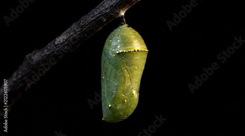 Monarch Butterfly Chrysalis Hanging from a Twig in Nature Representing Transformation and New Life