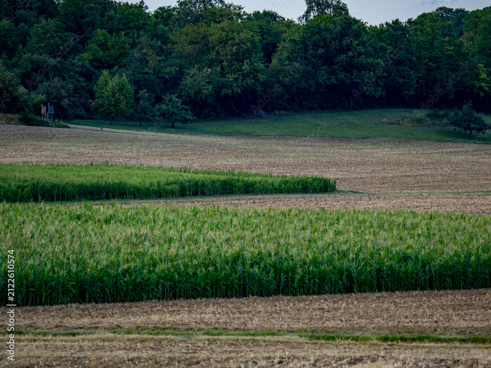 Obraz premium Agrarlandschaft im Sommer