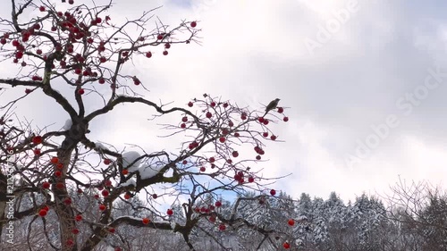 Red Persimmons and Bird in Snowy Shirakawa-go Village, Japan