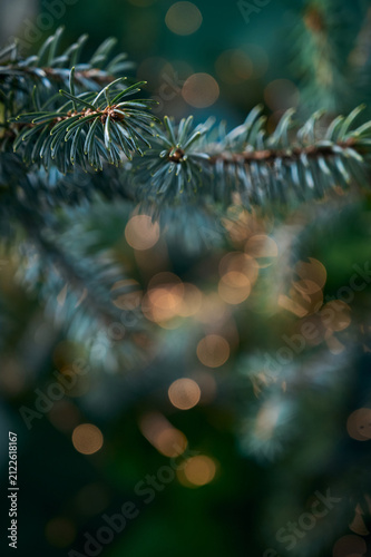 Obraz na plátně Cozy Christmas background with fir branch and golden bokeh lights