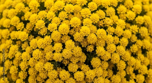 Macro close up view of bright yellow tansy flower heads