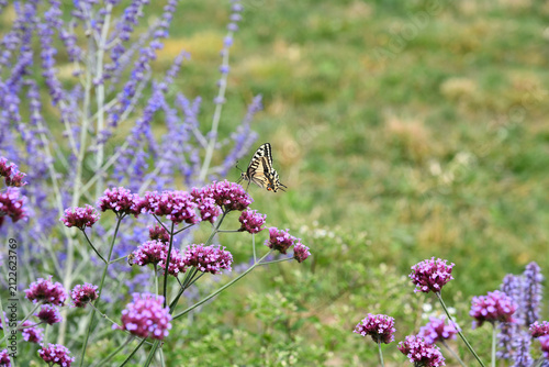 Wunderschöner Schwalbenschwanz auf  einer violetten Blüte eines Patagonischen Eisenkrautes