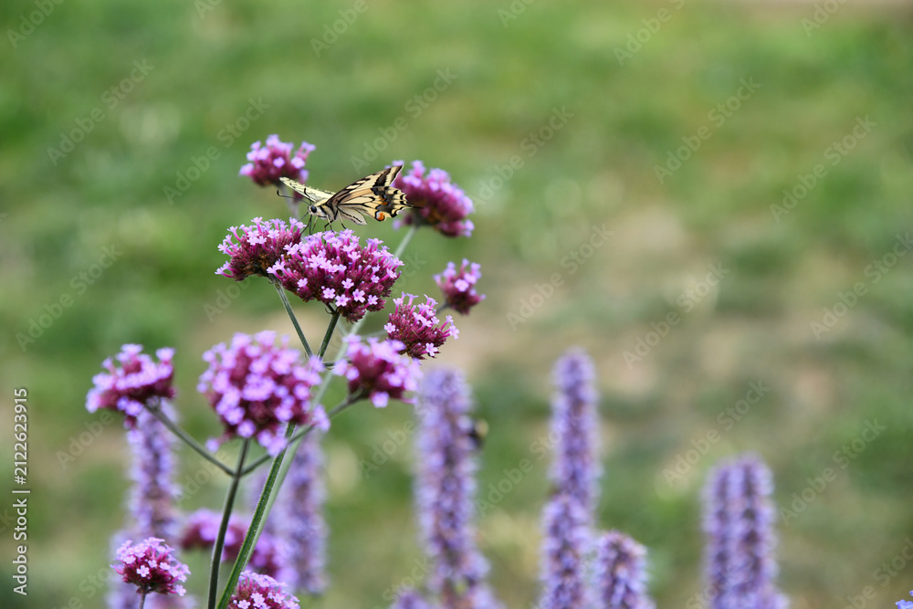 Obraz premium Wunderschöner Schwalbenschwanz auf einer violetten Blüte eines Patagonischen Eisenkrautes