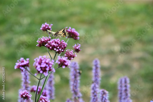 Wunderschöner Schwalbenschwanz auf  einer violetten Blüte eines Patagonischen Eisenkrautes