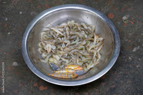 Fresh small river prawns and loach fish collected in a steel bowl. Raw freshwater shrimp and small fish catch ready for cooking in local kitchen.