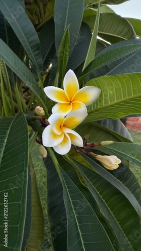 frangipani plumeria flower
