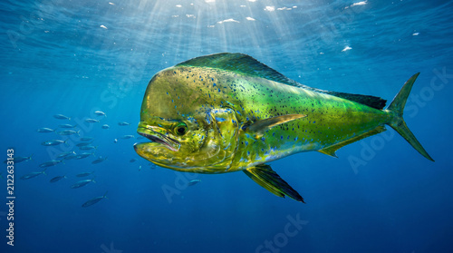 A beautifully detailed photorealistic underwater stock photograph capturing a large colorful mahi-mahi swimming rapidly through sun-dappled open ocean water today.