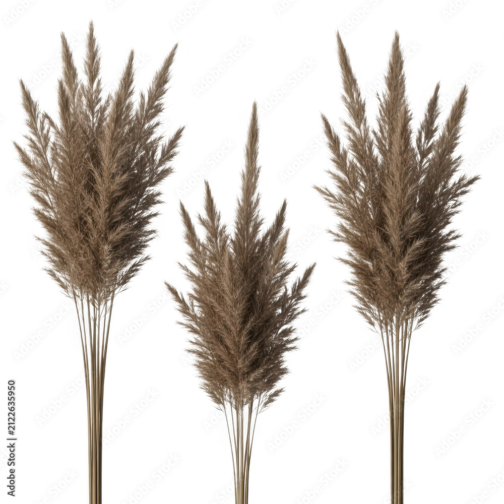 Fototapeta premium Three mature wheat stalks standing against a white background
