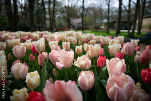 Bright spring flowerbeds with mixed tulips in Keukenhof Park, Netherlands