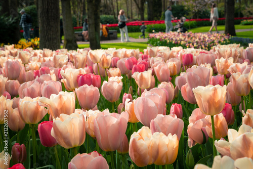 Bright spring flowerbeds with mixed tulips in Keukenhof Park, Netherlands