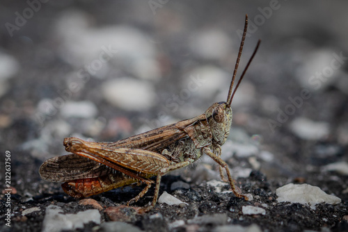 Cuadro en lienzo grasshopper on the ground