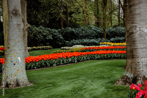 Blooming parkland in Keukenhof in Lisse, Netherlands