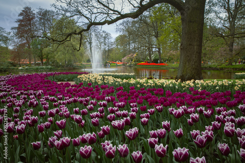 Bright spring flowerbeds with mixed tulips in Keukenhof Park, Netherlands
