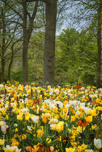 Bright spring flowerbeds with mixed tulips in Keukenhof Park, Netherlands