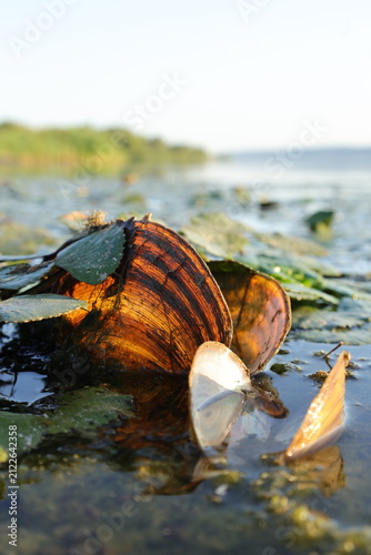 Bild auf Leinwand Mussel shell lit from behind by low evening sun at the lake's edge