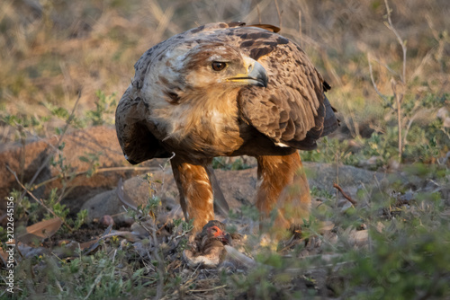 Foto Tawny eagle standing over freshly caught prey, Kruger National Park