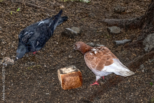 Pigeons eat old bread in the lawn on a summer day