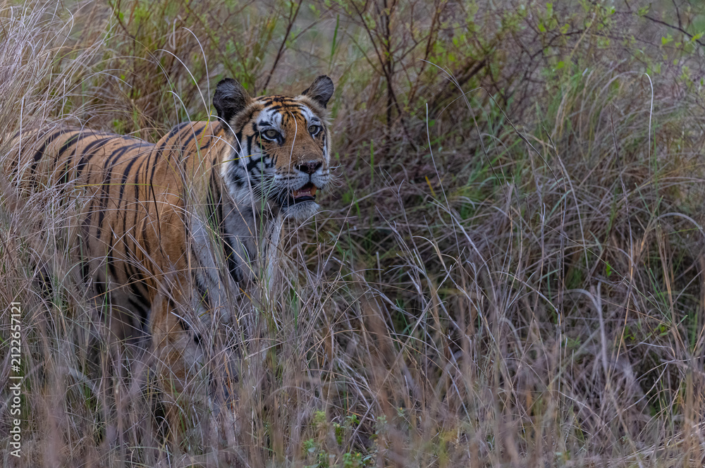 Fototapeta premium Tigress (Panthera tigris) in the grassland of panna tiger reserve staring for a seer kill.