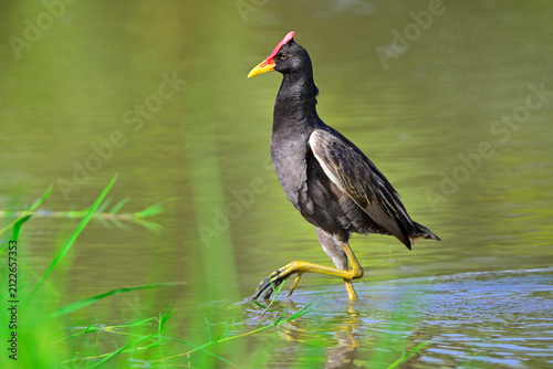 watercock, Gallicrex cinerea smart waterbird in rail and crake family widely distributed Southeast Asia