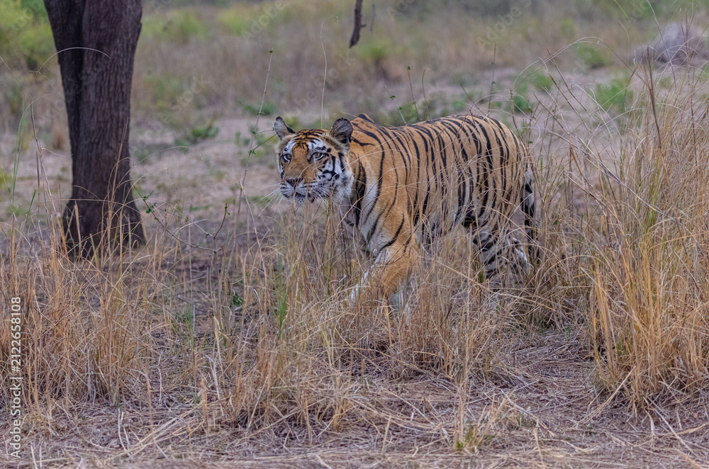 Fototapeta premium Tigress (Panthera tigris) in the grassland of panna tiger reserve staring for a deer kill.
