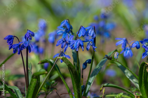 Quadro su tela Siberian Squill Scilla siberica blooming with detailed blue flowers
