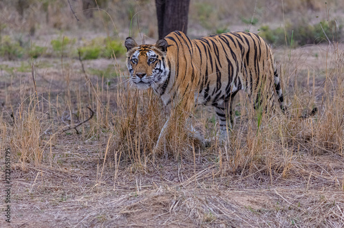 Tigress (Panthera tigris) in the grassland of panna tiger reserve staring for a deer kill.