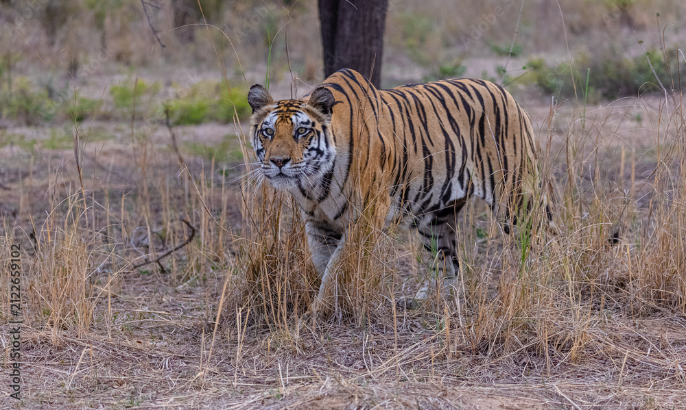 Fototapeta premium Tigress (Panthera tigris) in the grassland of panna tiger reserve staring for a seer kill.
