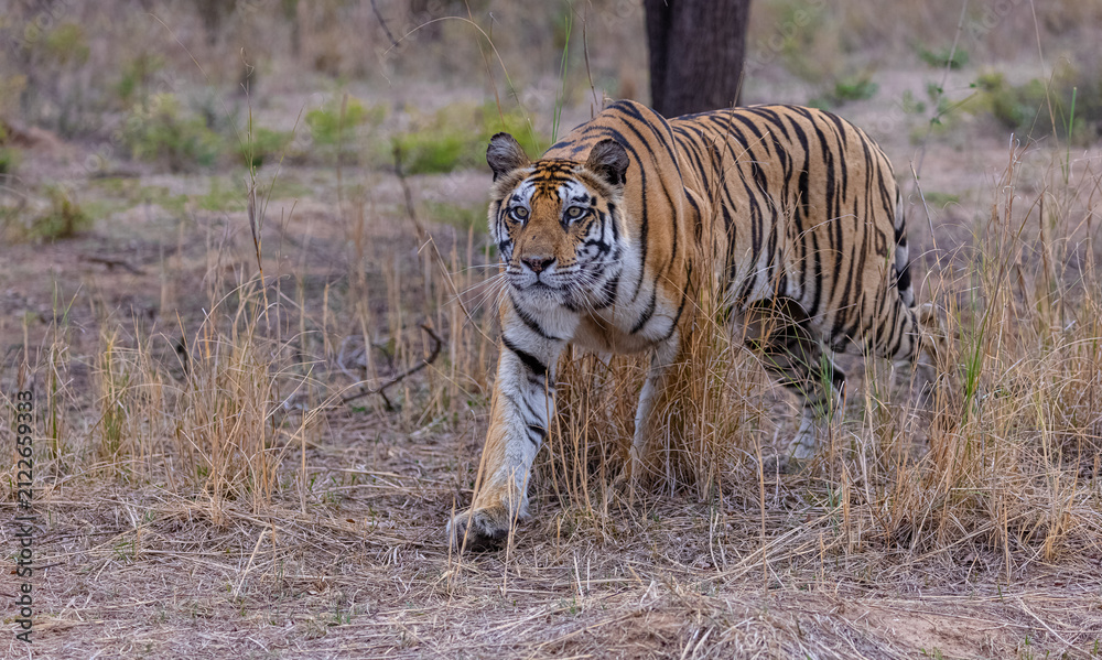 Fototapeta premium Tigress (Panthera tigris) in the grassland of panna tiger reserve staring for a deer kill.
