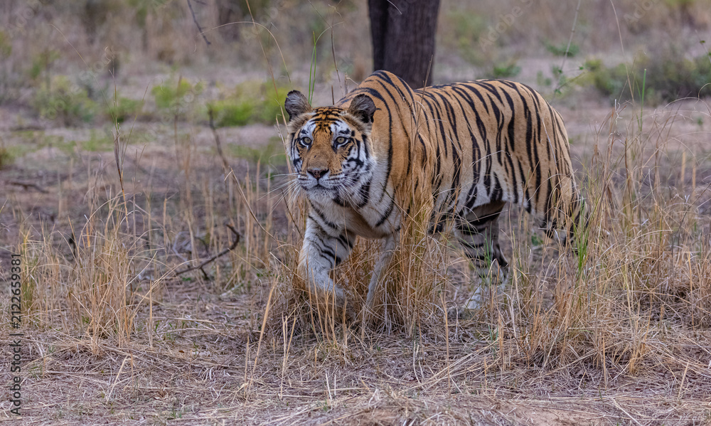 Fototapeta premium Tigress (Panthera tigris) in the grassland of panna tiger reserve staring for a deer kill.