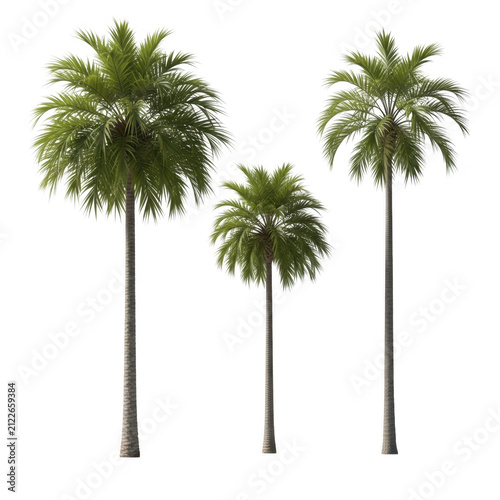 Three tall palm trees standing against a white background