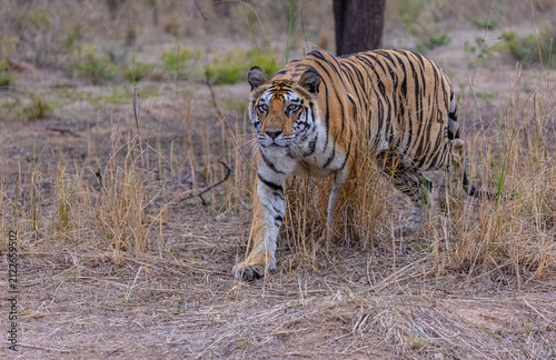 Tigress (Panthera tigris) in the grassland of panna tiger reserve staring for a deer kill.