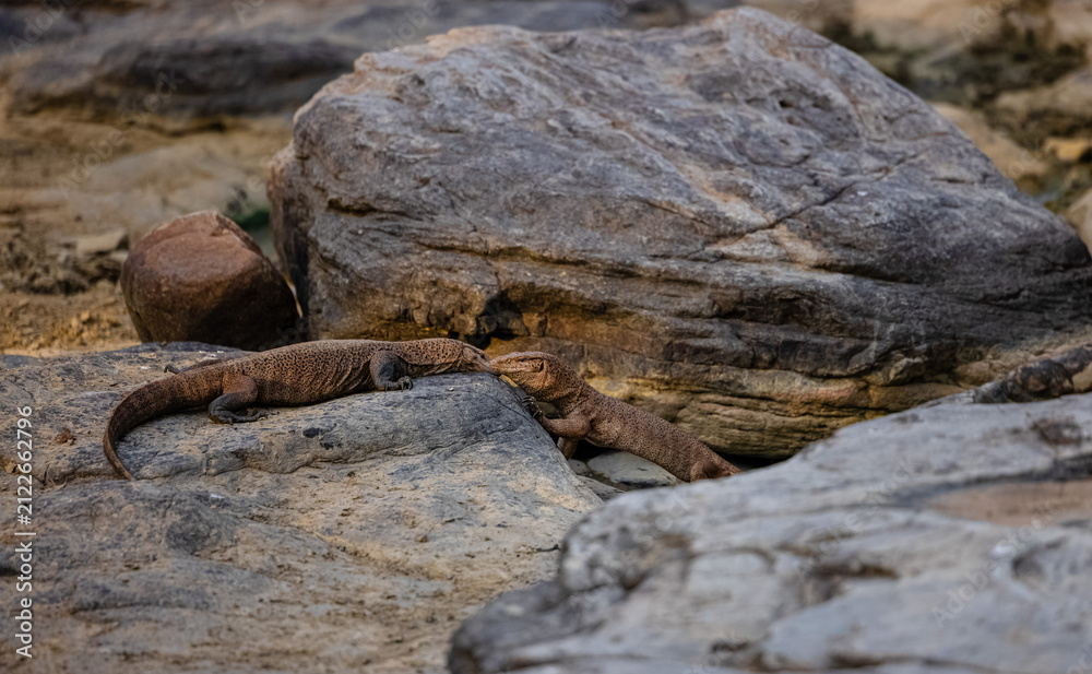 Fototapeta premium Monitor lizard (Varanus) pair in jungle during mating season.