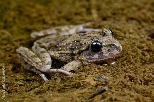 Obraz na plátne Spanischer Schlammtaucher // Hesperides' parsley frog (Pelodytes hespericus) - V