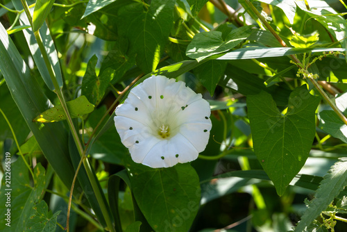 White Morning Glory Flower Among Green Leaves, Germany, Bavaria, Augsburg Kuhsee, 2 August 2026