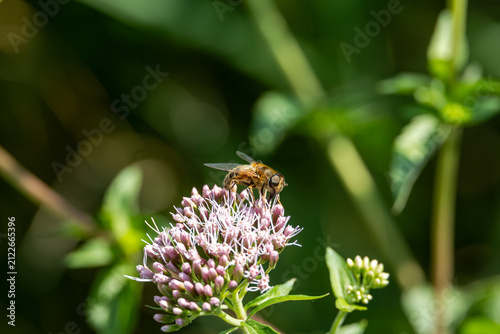 Hoverfly on pink flower in nature, Germany, Bavaria, Augsburg - Kuhsee, 2 August 2026