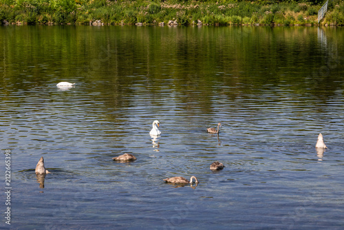 Mute Swan and Cygnets Swimming in Lake, Germany, Bavaria, Augsburg Kuhsee, 2 August 2026
