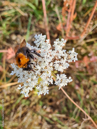 Foto tree bumble bee foraging on a white umbel wildflower