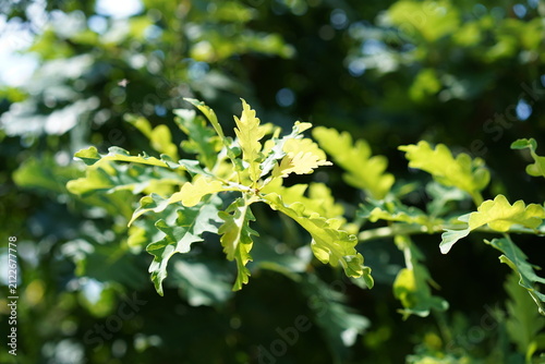 Fotografie Junge grüne Blätter einer Stiel-Eiche (Quercus robur) im Sommer im Sonnenlicht