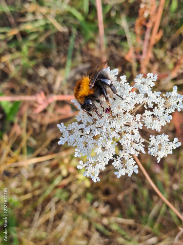 tree bumble bee collecting nectar from a small white umbel flowers