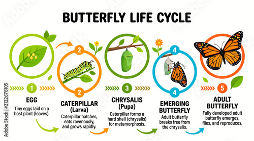 Metamorphosis stage diagram of monarch butterfly growth process vector illustration for science education poster