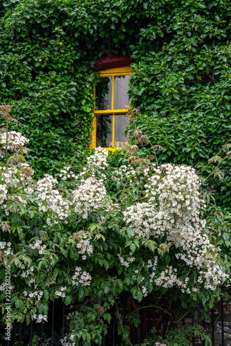 Fotografía Fenster mit Blumen in Kirkwall