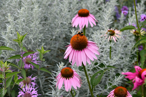 Auf einer großen Echinacea Blüte sitzt eine Hummel und sammelt Nektar und Pollen