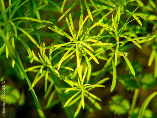 Foto Cypress spurge leaves (Euphorbia cyparissias) create a beautiful, delicate backdrop