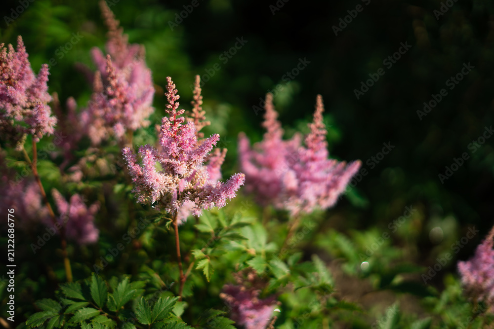 Obraz premium Japanese astilbe flowers blooming in garden during summer season 