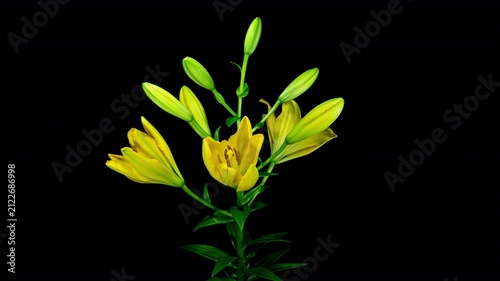 Yellow Lily Blooming in Time Lapse on a Leaves and Black Background with Alpha Matte Channel. Lime Flower Opens Petals in Timelapse. Blooming Plant Tender Video From Blossom to Wilted Flower