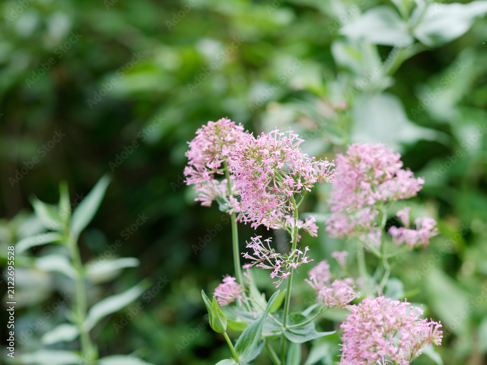 Obraz premium centranthus flowers in a meadow