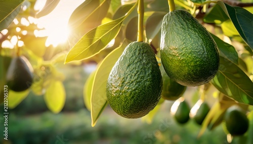 fresh organic avocado ripe growing on branches with green leaves in sunny fruiting garden