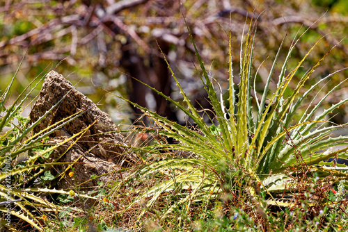 Картината върху платно a terrestrial bromeliad species in the Caatinga region of Brazil (Hechtia)